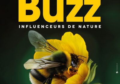 Les insectes pollinisateurs font le buzz