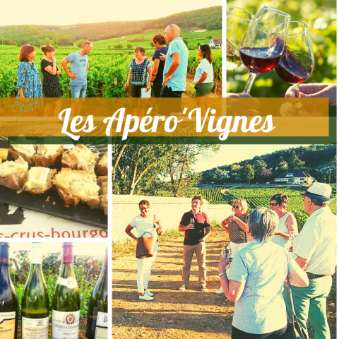 Clos de bourgogne, ateliers découverte “vigne et vin” - 5