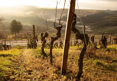 Domaine de Montmain – Visite et Dégustation – Nombreux Millésimes - 3