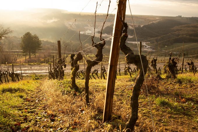 Domaine de Montmain – Visite et Dégustation – Nombreux Millésimes - 3