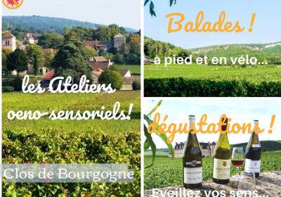 Clos de bourgogne, découverte des secrets “vigne et vin” - 3