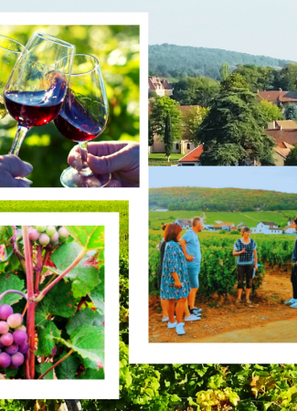 Clos de bourgogne, découverte des secrets “vigne et vin”