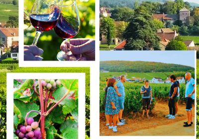 Clos de bourgogne, découverte des secrets “vigne et vin” - 0