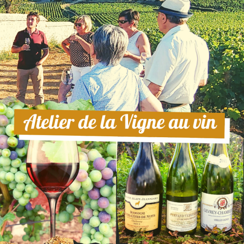 Clos de bourgogne, ateliers découverte “vigne et vin” - 0